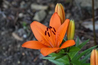 花，植物，橙色，百合，花的，自然，花园