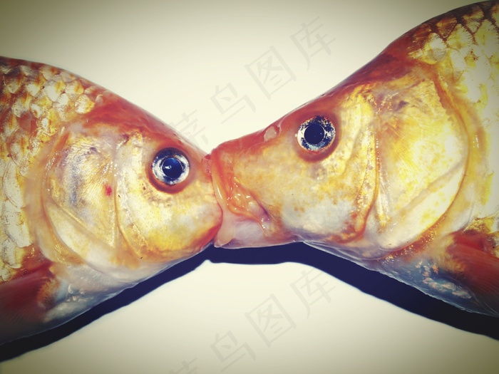 新鲜，鱼，鲷，动物，淡水，特写