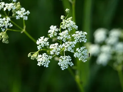 草,花,白色,指出花 草,花,白色,指出花