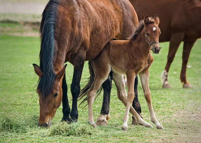 母马，驹，马，动物，性质，马，农场，雌马