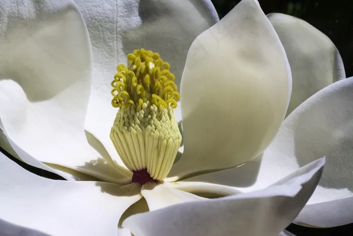 玉兰，鲜花，公园，春天，花园，白花