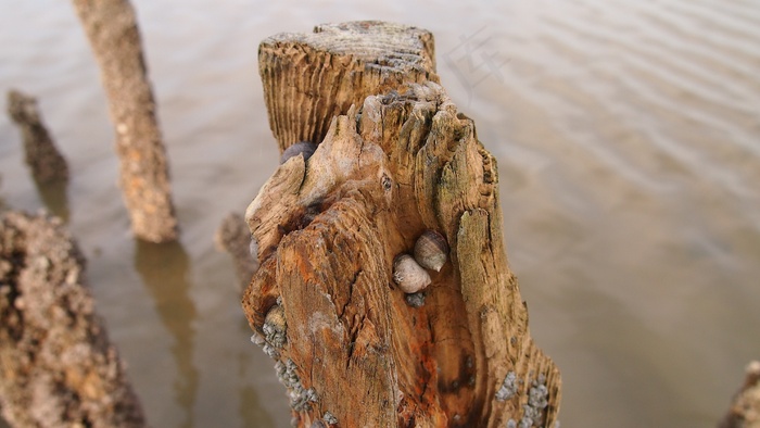 东弗里西亚，自然，北海，海岸，假期，心情