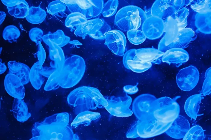 管水母目动物,花卉,卡通动漫人物,屏幕截图,深海水母,蓝水母在海洋中的组