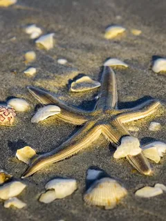 明星,鱼,海星,贝壳,沙,海滩,热带 明星,鱼,海星,贝壳,沙,海滩,热带