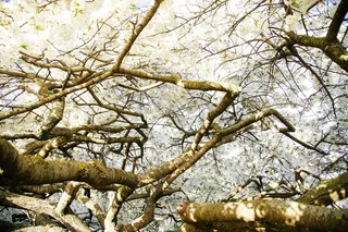 植物,树,樱花盛开,李花,树枝,巴黎植物园–巴黎