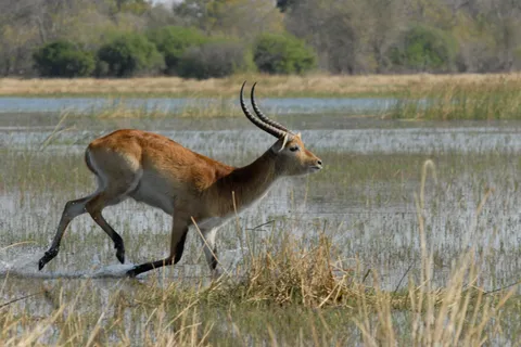 沼泽羚羊，博茨瓦纳，莫雷米，西塔通加