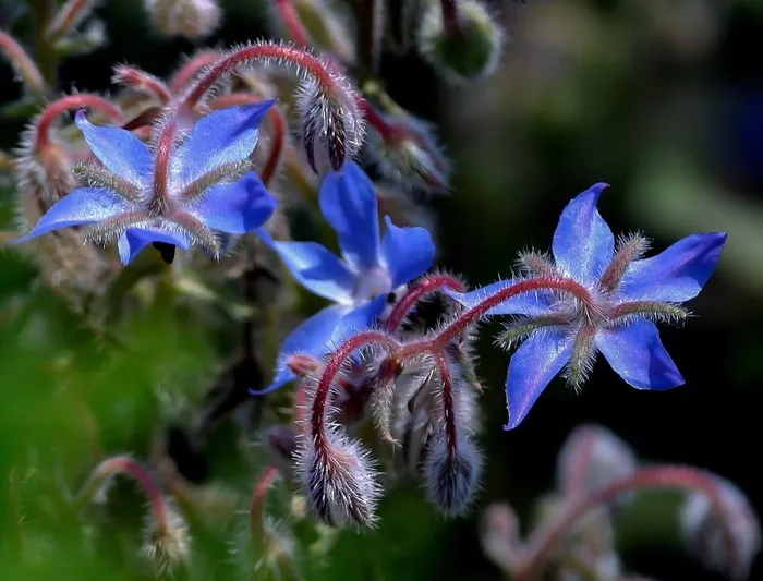 花，蓝色，特写，自然，美丽，花的