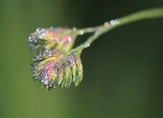 露珠，水滴，串珠，关闭，宏，滴灌