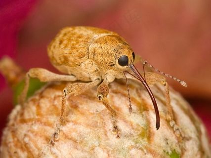 榛子象鼻虫，Bug，昆虫，特写，宏