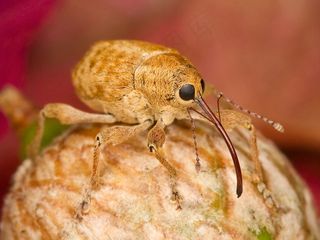 榛子象鼻虫，Bug，昆虫，特写，宏