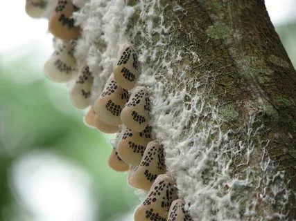 蝴蝶，昆虫，丝绸