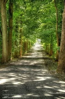 树林,树,自然/人文景观,云栖竹径,门,通路