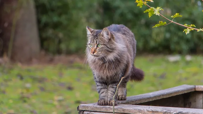 猫，动物，自然