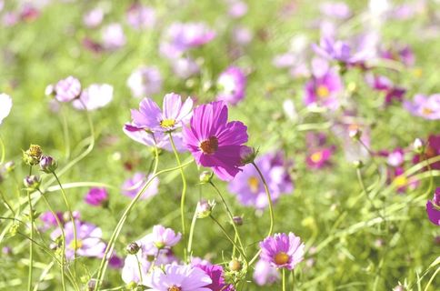 场，秋，花卉园，波斯菊，植物，鲜花