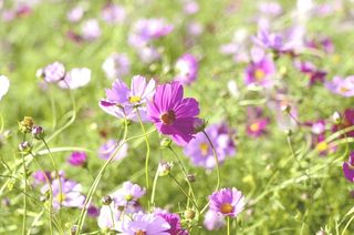 场，秋，花卉园，波斯菊，植物，鲜花