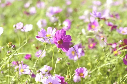 场,秋,花卉园,波斯菊,植物,鲜花 场,秋,花卉园,波斯菊,植物,鲜花