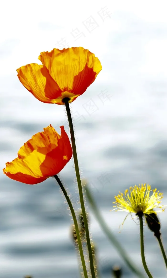 自然，花，开花，红色，黄色，背光