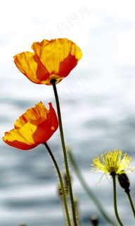 自然，花，开花，红色，黄色，背光