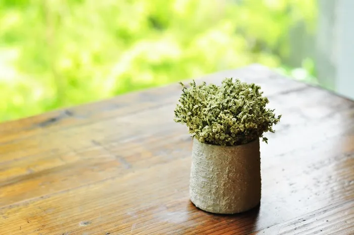 菊花，开花，花，表