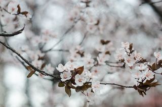 樱花，春天，樱花，梅花