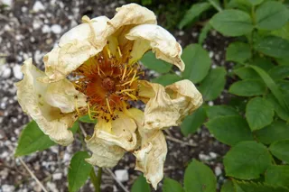 玫瑰，短暂，褪色，枯萎，花瓣