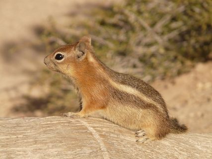 金披风地松鼠,Spermophilus Lateralis 金披风地松鼠,Spermophilus Lateralis