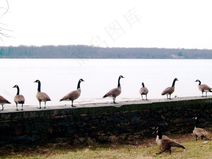 加拿大鹅，加拿大鹅，鹅，波托马克河