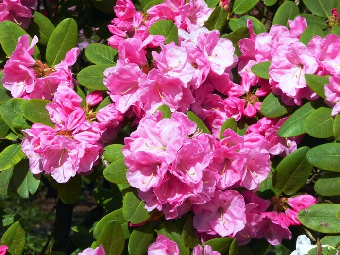 杜鹃花盛开，春天，粉红色，鲜花，关闭