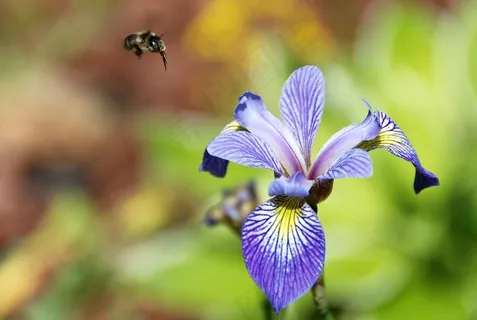 花,鸢尾花,蓝旗,丑角蓝旗 花,鸢尾花,蓝旗,丑角蓝旗