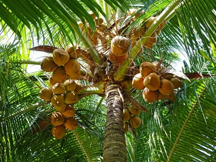 椰子,棕榈树,绿色,叶子,树,自然 椰子,棕榈树,绿色,叶子,树,自然