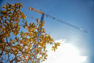 银杏树,银杏,连翅,树,桂林海洋银杏,建筑业起重机叶