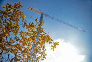 银杏树,银杏,连翅,树,桂林海洋银杏,建筑业起重机叶