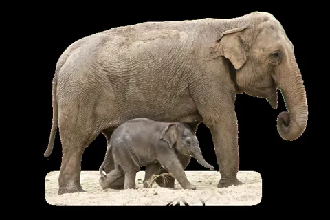 Png，大象，动物，非洲，自然，哺乳动物