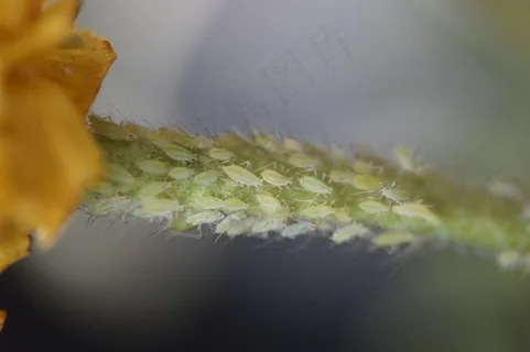 害虫,虱子,蚜虫,害虫,科,侵染,蚜虫 害虫,虱子,蚜虫,害虫,科,侵染,蚜虫