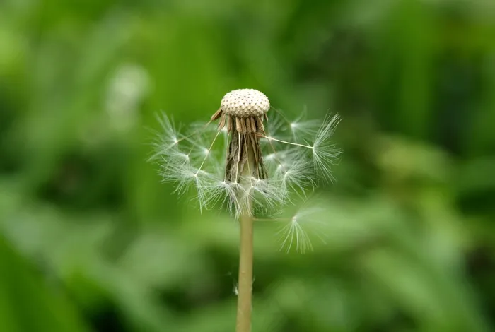 蒲公英，种子，褪色，指出花，铃