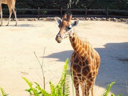 长颈鹿，塔龙加，动物园，野生动物，动物学，物种