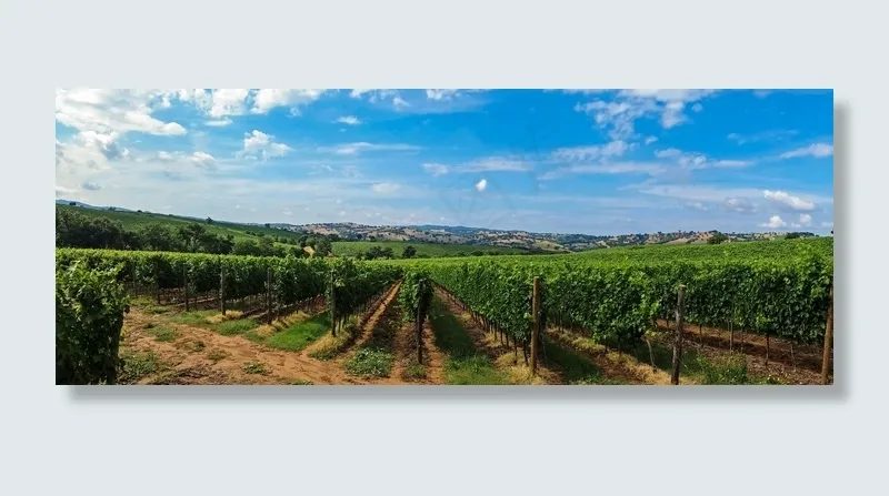 意大利，托斯卡纳，景观，全景，天空，云，红酒