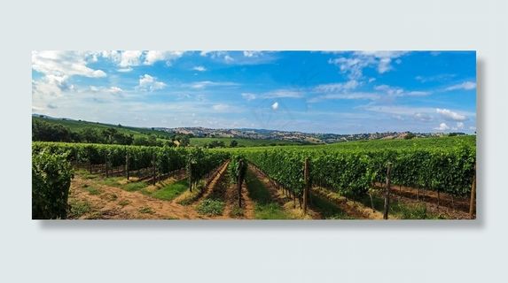 意大利，托斯卡纳，景观，全景，天空，云，红酒