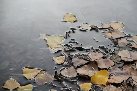 漂浮的叶子，自然，秋天