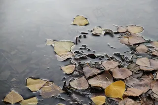 漂浮的叶子，自然，秋天