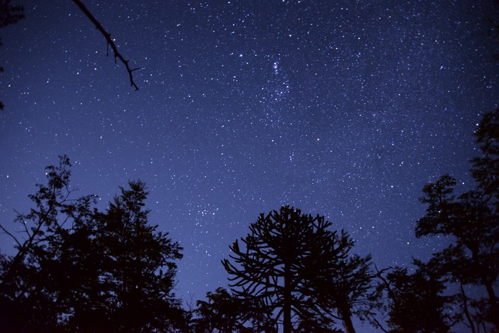 天空，星星，树木，光，夜，星座