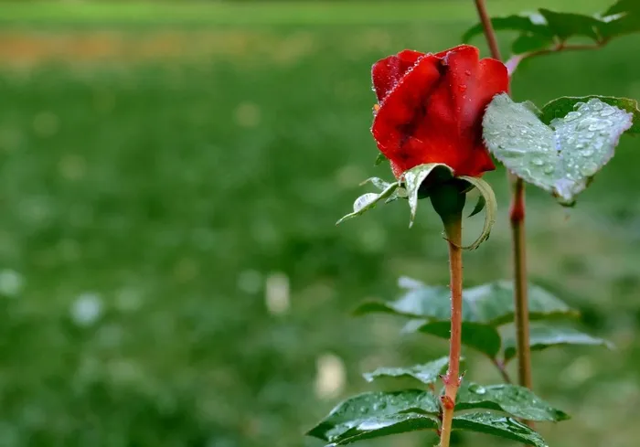 玫瑰，红色，开花，香气，一滴水