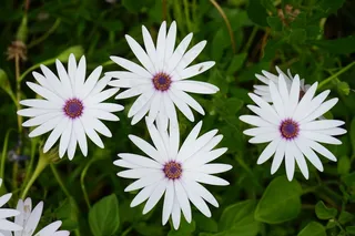 开普篮，花，白色，骨乳，开普雏菊