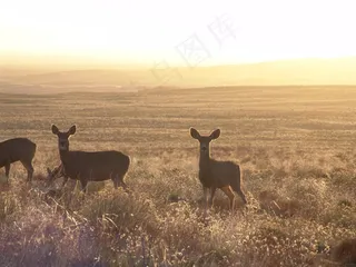 鹿，e，野生，动物，自然，Scheu，赫希