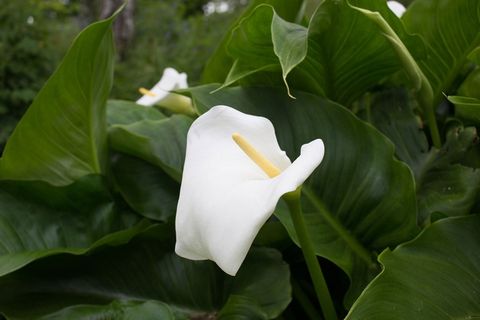 花卉,马蹄莲,白马蹄莲,白掌,白鹤芋,自然花