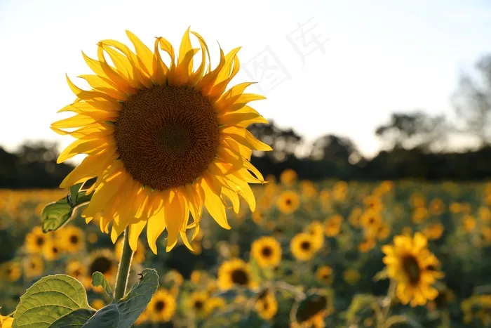 向日葵，光，普罗旺斯