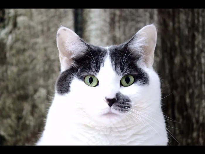 猫，猫的，动物，宠物，家畜，小猫