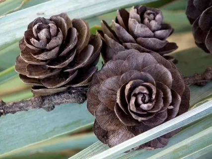 锥,布朗,森林,草,植物,宏,性质 锥,布朗,森林,草,植物,宏,性质