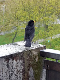 黑鸟,鸟,鸣鸟,雨,全身羽毛,羽毛 黑鸟,鸟,鸣鸟,雨,全身羽毛,羽毛