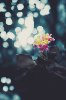 花，蓝色，黑色，颜色，阳光，粉色，自然